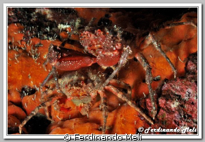 Coupling of cave's crabs (Herbstia condyliata). The crab ... by Ferdinando Meli 